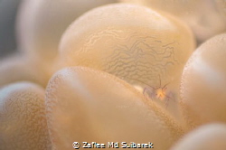 Bubble Coral Shrimp by Zaflee Md Suibarek 